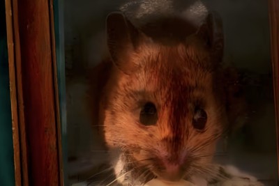 Agrandir l'image 2 sur 6, fenêtre modale