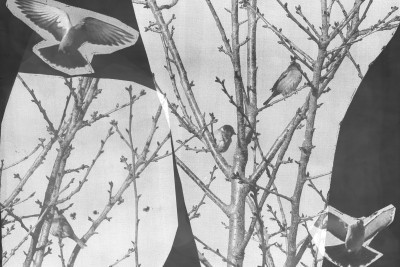 Agrandir l'image 3 sur 3, fenêtre modale