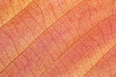 Agrandir l'image 2 sur 3, fenêtre modale