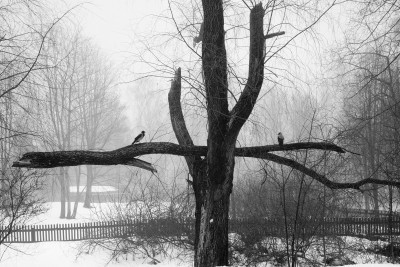 Agrandir l'image 1 sur 3, fenêtre modale