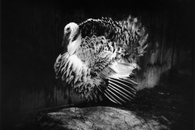 Agrandir l'image 3 sur 3, fenêtre modale