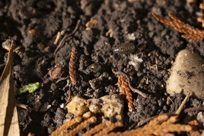 Agrandir l'image 3 sur 3, fenêtre modale